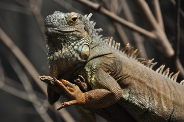 Iguane