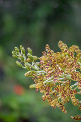 Tiger Orchid, Leopard Flower