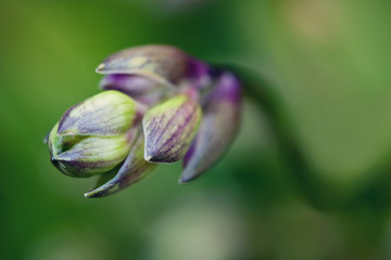 Flower of Hosta Nakaiana, closeup
