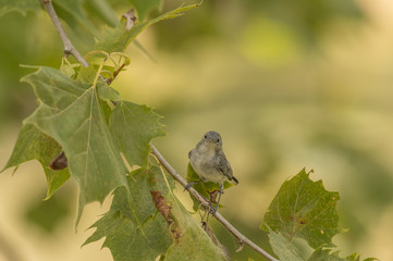 BLUE-GRAY GNATCATCHER
