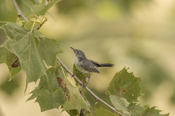 BLUE-GRAY GNATCATCHER