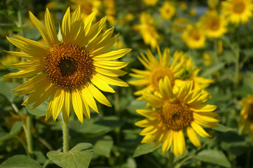 beautiful sunflowers at the field in summer
