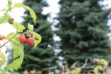 Wild raspberries in Scandinavian fir forest