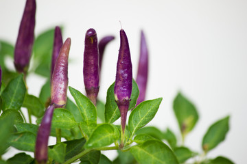 Purple chili peppers