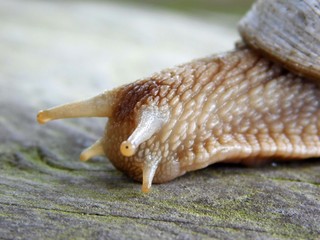 Weinbergschnecke
