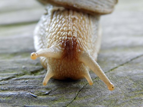Weinbergschnecke closeup