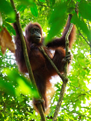 Obraz premium The orangutang