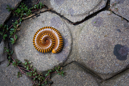 Millipede Close up (Blaniulidae) in defensive position on yellow