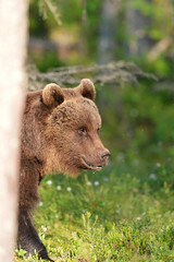 brown bear sitting in forest