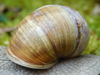 Weinbergschnecke
