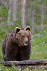 brown bear sitting in forest