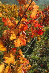 Vignoble bordelais en automne