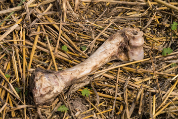 Knochenfund - Brandenburg