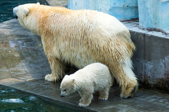 female bear with baby bear