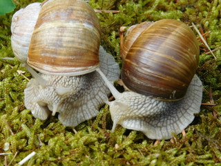 Weinbergschnecke