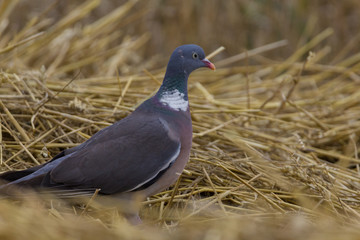 Ringeltaube
