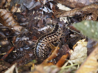 Scolopendra