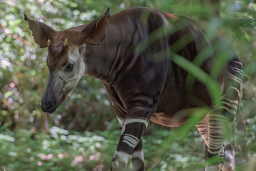 Okapi rare african antilope and zebra crossing - Powered by Adobe