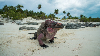 Fototapeta premium Iguana in Exuma Cays Land and Sea Park, Bahamas