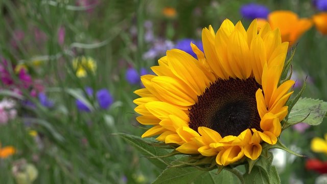 Sunflower in front of colorful Summer flowers