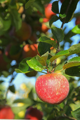 Pommier