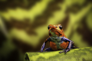 red strawberry poison dart frog Costa rica