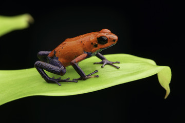 red strawberry poison dart frog Costa rica