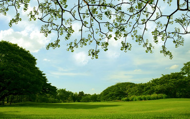 Lawn in garden with an old tree