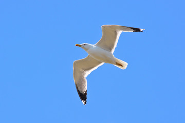 Gabbiano reale (Larus michahellis) in volo