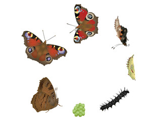 Life cycle of butterfly