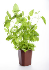 Melissa in a pot on a white background.