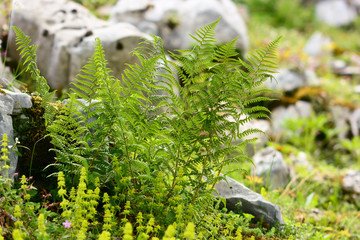 felce maschio (Dryopteris filix-mas) - pianta