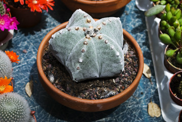 Cactus Astrophytum asterias