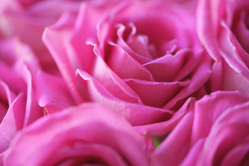 Букет розовых роз крупным планом