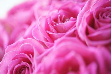 Букет розовых роз крупным планом