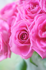 Букет розовых роз крупным планом
