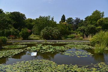 Fototapeta na wymiar La pièce d'eau et la végétation variée du Jardin Botanique de Bordeaux