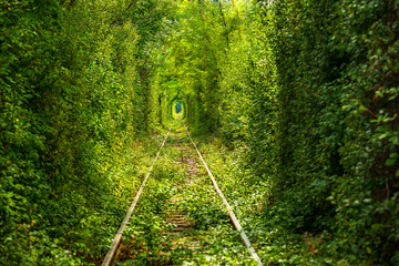 Green tunnel thru wild vegetation with train raily