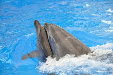 two bottlenose dolphins in blue water
