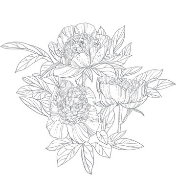 Peonies line art isolated on white background