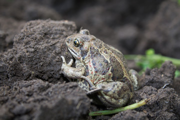 Obraz premium underground frog hanting