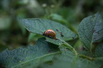 Colorado beetle