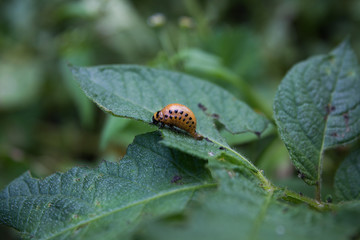 Colorado beetle