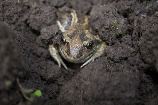 underground frog hanting