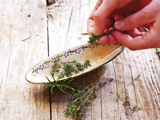 picking thyme leaves
