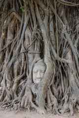 Head of Buddha statue in the tree