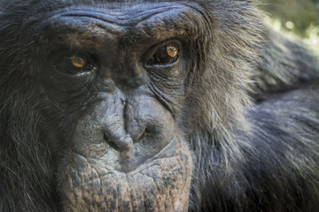 Portrait of a Chimpanzee - Suspicious Eyes