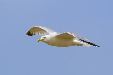 Geelpootmeeuw vliegt.