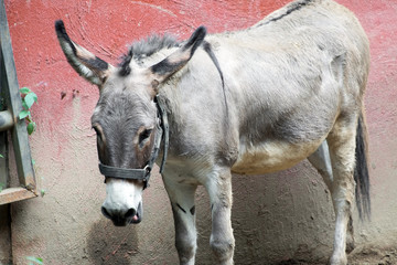 gray donkey in the stall