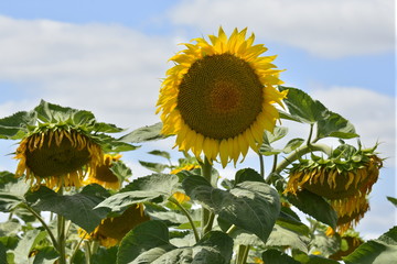 Tournesol encore intacte &agrave; c&ocirc;t&eacute; de ses voisins dess&eacute;ch&eacute;s au P&eacute;rigord Vert